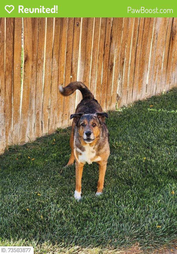 Reunited Male Dog last seen Waterglen - Celtic Lane, Fort Collins, CO 80524