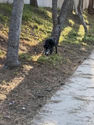 Reunited Female Dog last seen Hunte Parkway & clbh Dr., Chula Vista, CA 91915