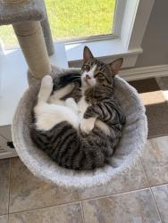 Reunited Male Cat last seen Lake vista, Tomball, TX 77377