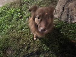 Found/Stray Female Dog last seen Oakwood Drive Knoxville,TN 37921, Nashville, TN 37207