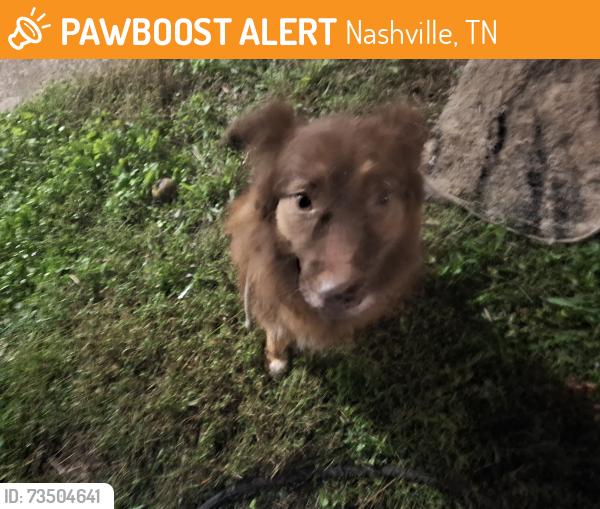 Found/Stray Female Dog last seen Oakwood Drive Knoxville,TN 37921, Nashville, TN 37207