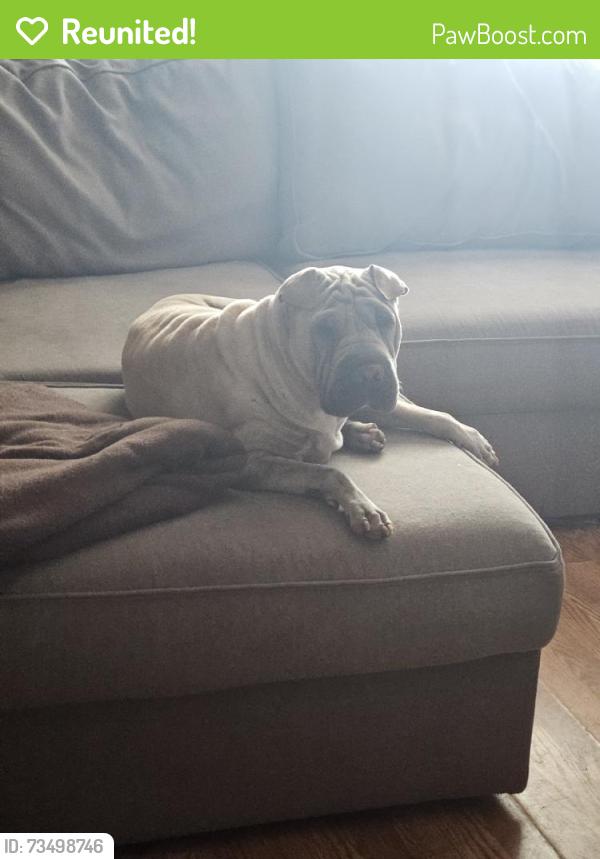 Reunited Female Dog last seen I-40, Tijeras, NM 87059