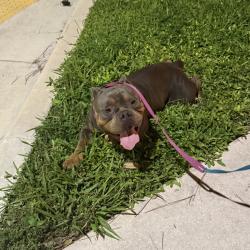 Found/Stray Male Dog last seen Belvedere and jog, West Palm Beach, FL 33413