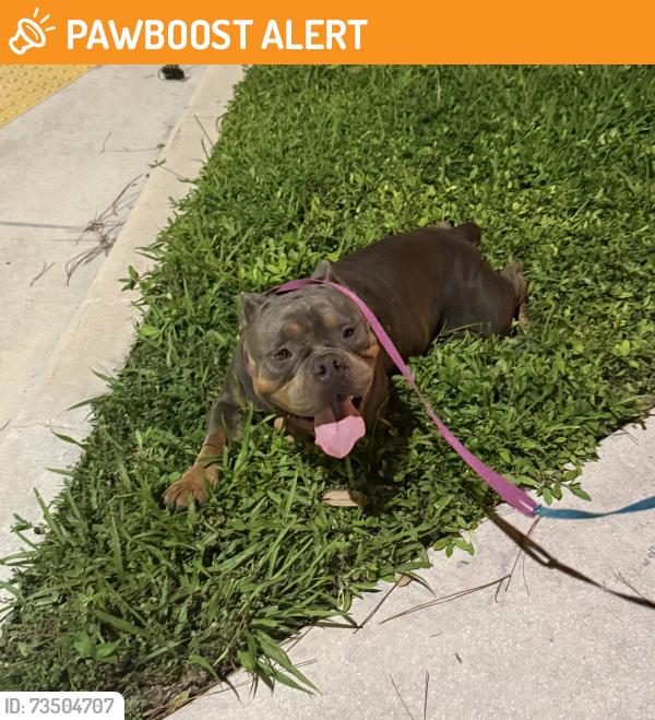 Found/Stray Male Dog last seen Belvedere and jog, West Palm Beach, FL 33413