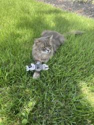 Lost Male Cat last seen Ellerbie street, Lanham, MD 20706
