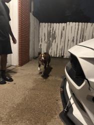 Lost Female Dog last seen Near Colfax Ave north, Minneapolis, MN 55430
