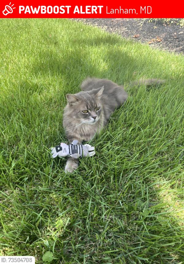 Lost Male Cat last seen Ellerbie street, Lanham, MD 20706