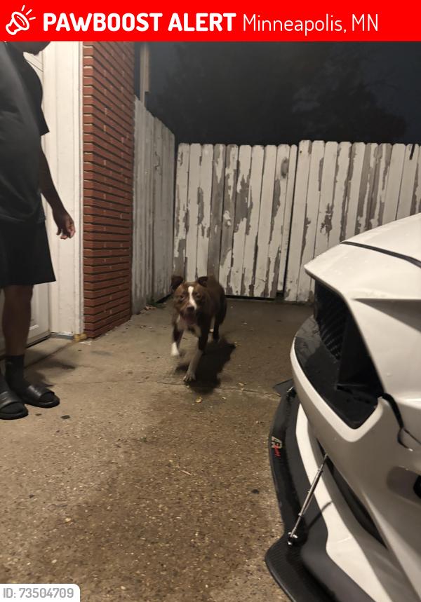 Lost Female Dog last seen Near Colfax Ave north, Minneapolis, MN 55430