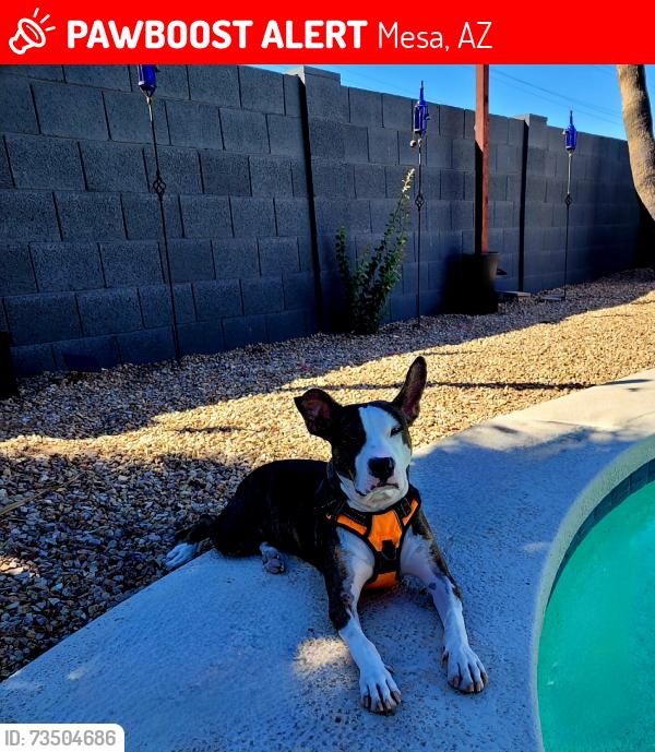 Lost Female Dog last seen Gilbert Rd and University Dr., Mesa, AZ 85203