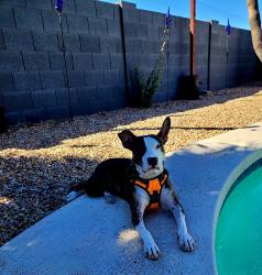 Lost Female Dog last seen Gilbert Rd and University Dr., Mesa, AZ 85203