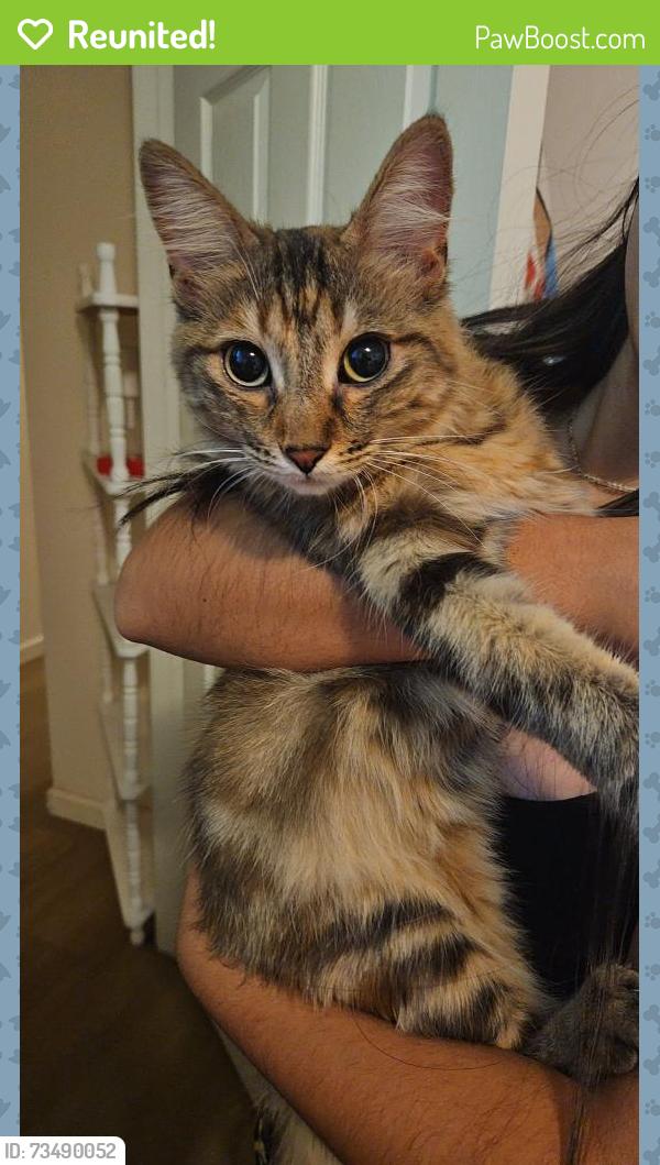 Reunited Female Cat last seen Yulupa, Santa Rosa, CA 95405