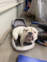 Found/Stray Female Dog last seen Golden star ave, Riverside, CA 92506