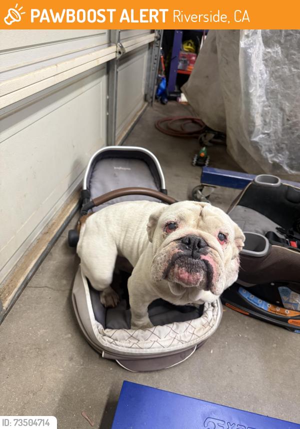 Found/Stray Female Dog last seen Golden star ave, Riverside, CA 92506