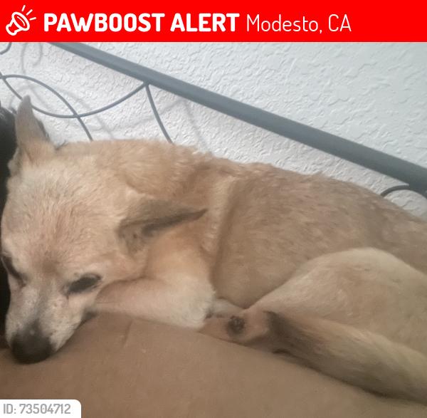 Lost Female Dog last seen Hatch, Modesto, CA 95351
