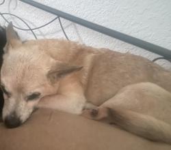 Lost Female Dog last seen Hatch, Modesto, CA 95351