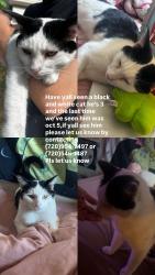 Lost Male Cat last seen Highway 52, Fort Lupton, CO 80621
