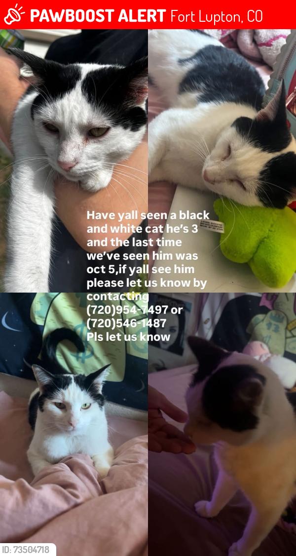 Lost Male Cat last seen Highway 52, Fort Lupton, CO 80621