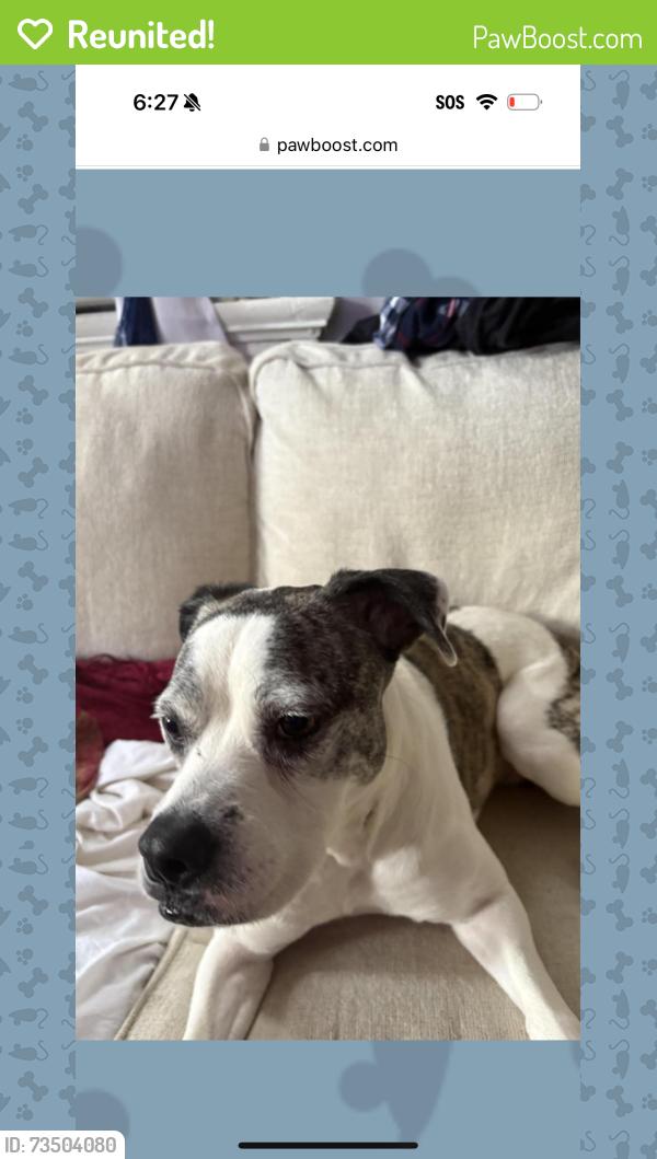 Reunited Female Dog last seen Washington and Baronne, New Orleans, LA 70113