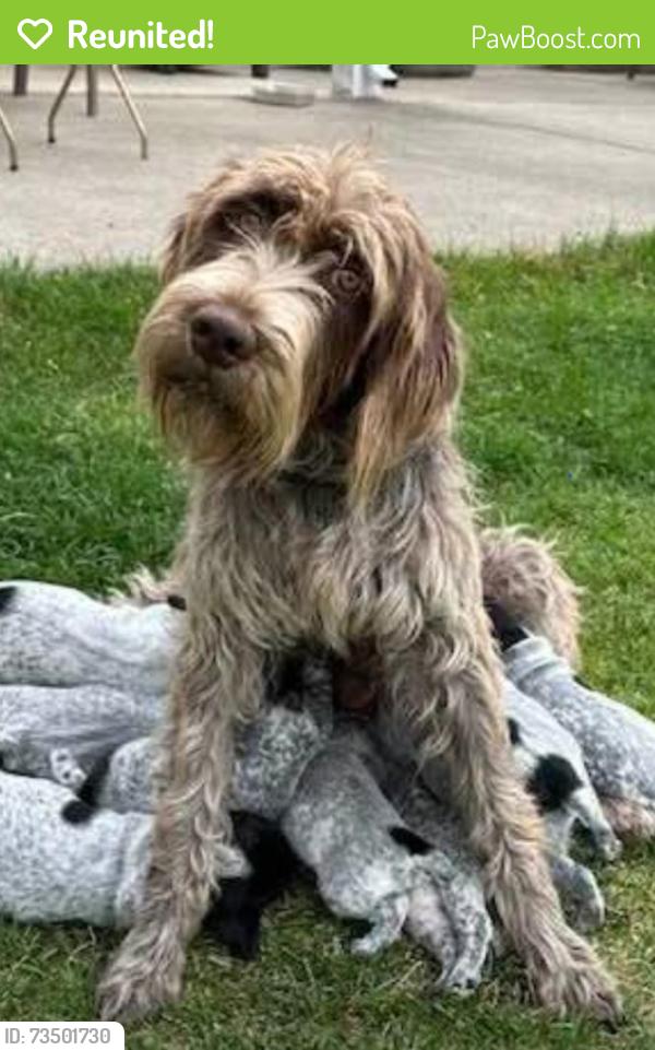 Reunited Female Dog last seen El Toro Rd & Lindell, Lake Elsinore, CA 92532