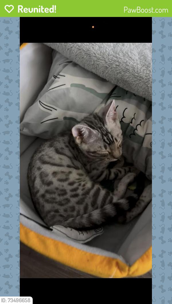 Reunited Female Cat last seen Near Pala Vista Dr, Vista, CA 92083, USA, Vista, CA 92083