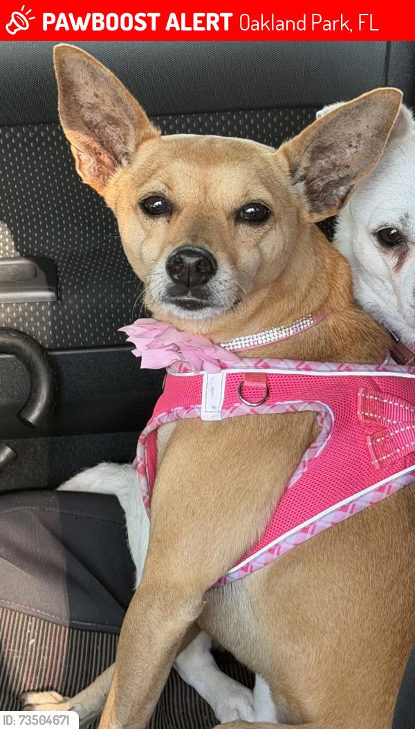 Lost Female Dog last seen Andrews Ave and Prospect Rd, Oakland Park, FL 33334