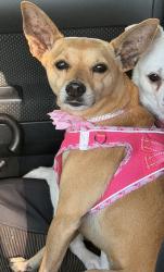 Lost Female Dog last seen Andrews Ave and Prospect Rd, Oakland Park, FL 33334