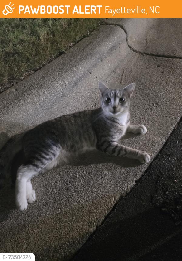 Found/Stray Female Cat last seen apmt complex, Fayetteville, NC 28303