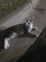 Found/Stray Female Cat last seen apmt complex, Fayetteville, NC 28303