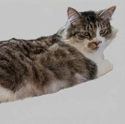 Lost Female Cat last seen Hillcrest lane Fallbrook, CA 92028, Fallbrook, CA 92028