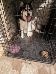 Found/Stray Unknown Dog last seen Idlebrook Circle, Piney Green, NC 28544