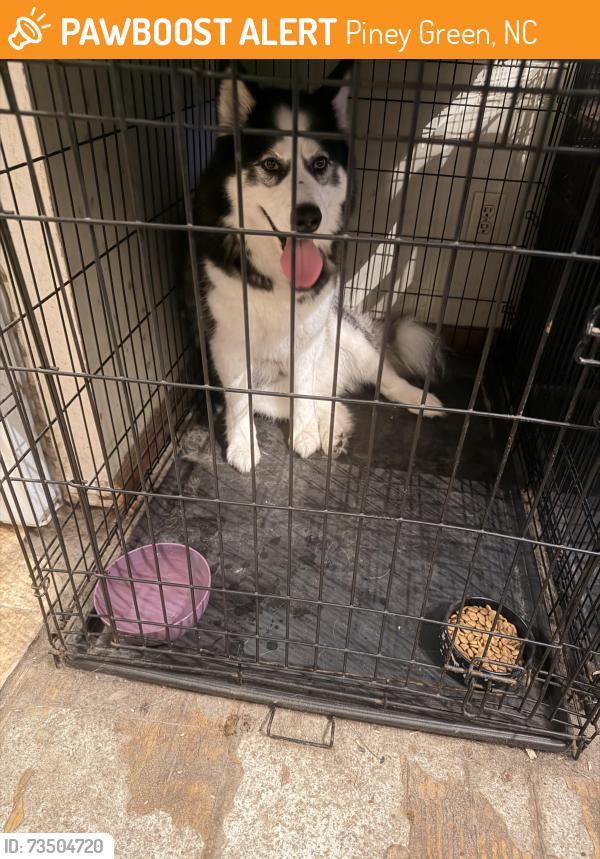 Found/Stray Unknown Dog last seen Idlebrook Circle, Piney Green, NC 28544