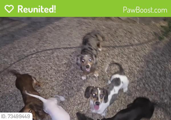 Reunited Female Dog last seen Watauga rd and denton hwy, Watauga, TX 76148