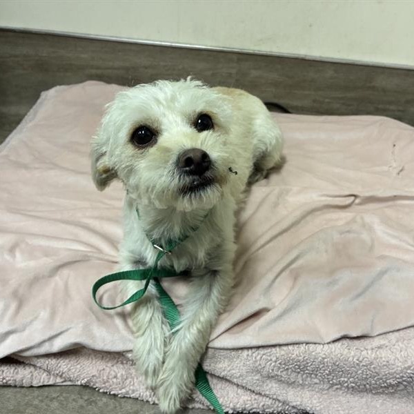 Shelter Stray Female Dog last seen , 361 S Raymond Ave, Pasadena, CA 91105, USA