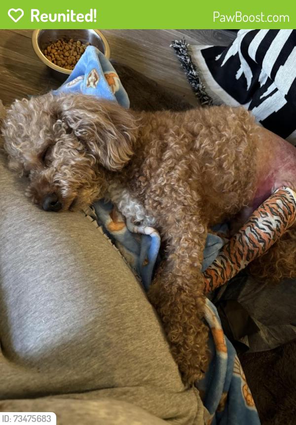 Reunited Male Dog last seen East Northern Parkway and Walther Ave, Baltimore, MD 21206