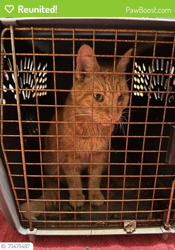 Reunited Male Cat last seen Morris Street, Joliet, Joliet, IL 60436