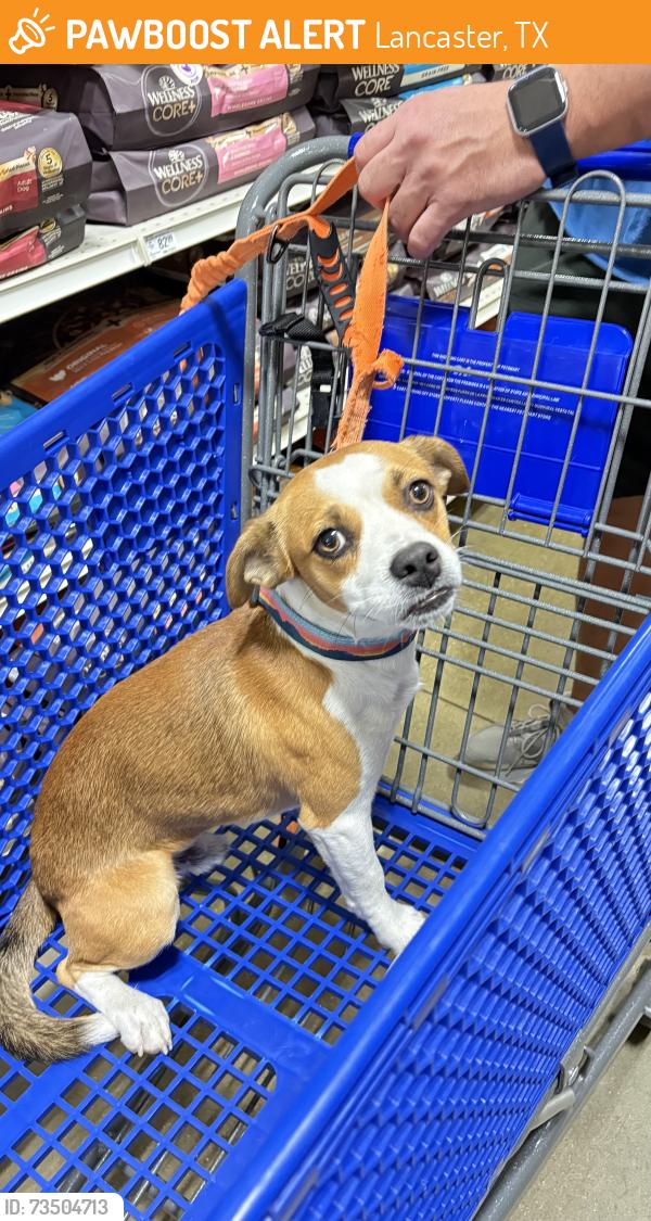 Found/Stray Male Dog last seen Bear Creek Preserve Park, Lancaster, TX 75146