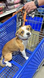 Found/Stray Male Dog last seen Bear Creek Preserve Park, Lancaster, TX 75146