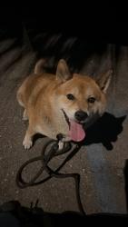 Reunited Male Dog last seen Behind the super in the alleyway, Los Angeles, CA 90001