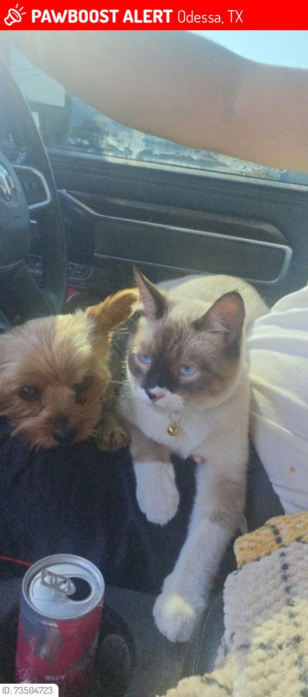 Lost Male Cat last seen Near gemini st, Odessa, TX 79764