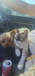 Lost Male Cat last seen Near gemini st, Odessa, TX 79764