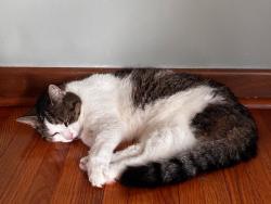 Lost Female Cat last seen Keane Avenue area near East Mall, Toronto, ON M9B 2B7