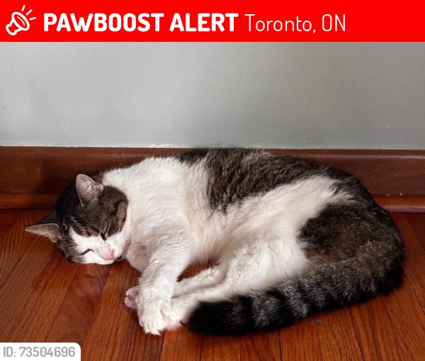 Lost Female Cat last seen Keane Avenue area near East Mall, Toronto, ON M9B 2B7