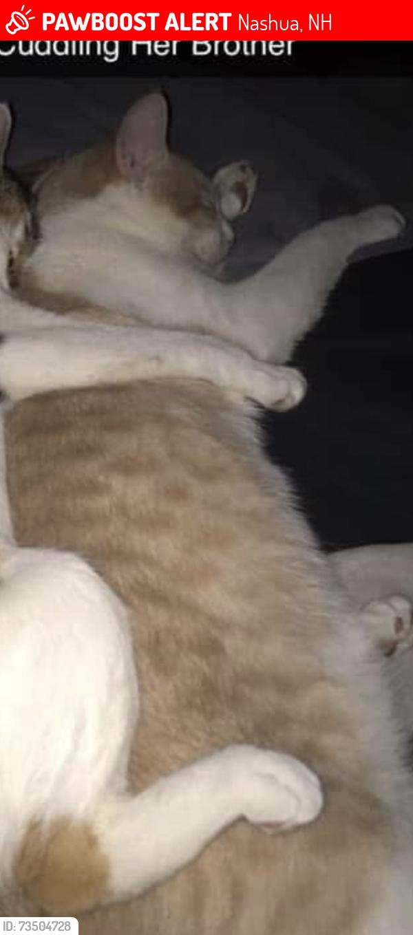 Lost Male Cat last seen S Groton st and 6th street, Nashua, NH 03060