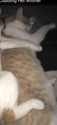 Lost Male Cat last seen S Groton st and 6th street, Nashua, NH 03060