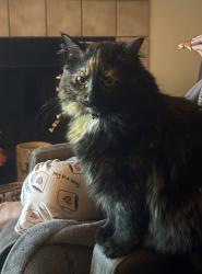 Lost Female Cat last seen 23rd and Kasold, Lawrence, KS 66047
