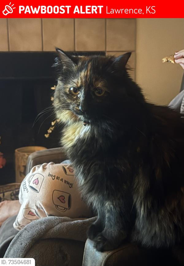 Lost Female Cat last seen 23rd and Kasold, Lawrence, KS 66047