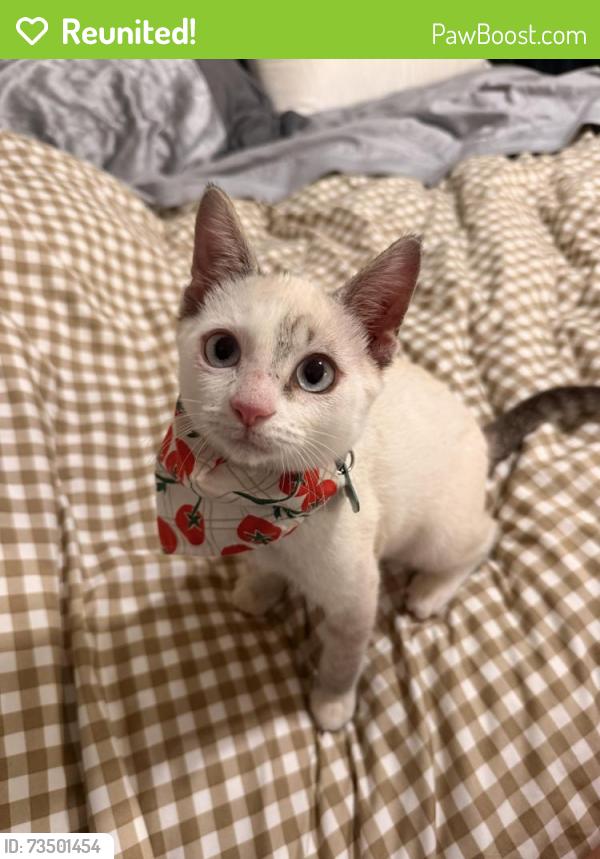 Reunited Male Cat last seen our yard backs up too shady pines tv park, Brandon, MS 39047