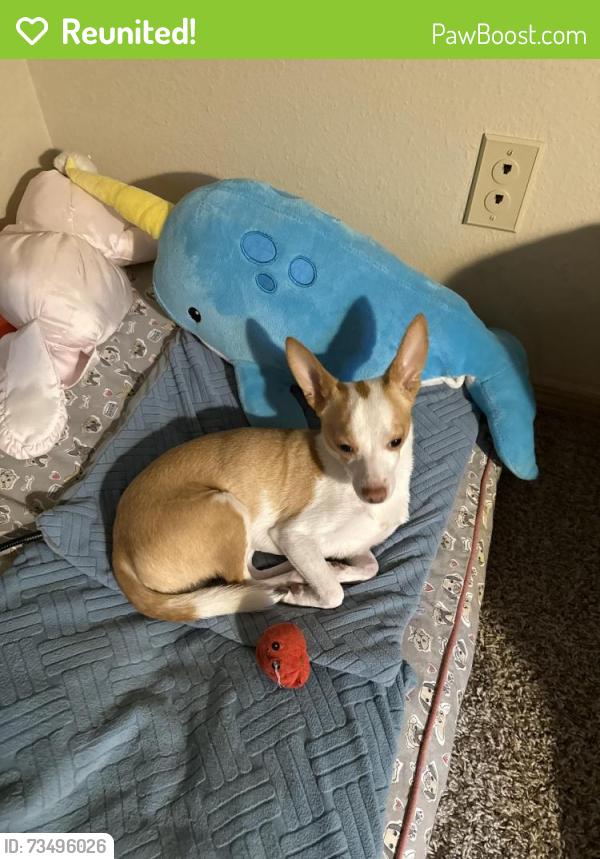 Reunited Male Dog last seen NE 88th st and NE 30th ave, Vancouver, WA 98665