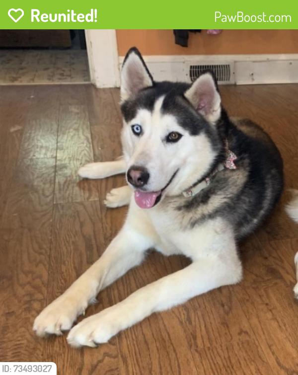 Reunited Male Dog last seen Crestwood Baptist Church, Winston-Salem, NC 27105
