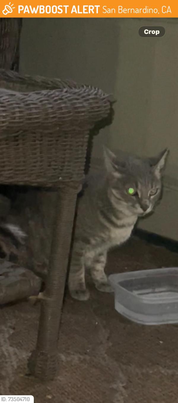 Found/Stray Female Cat last seen Ascot apmts, San Bernardino, CA 92410